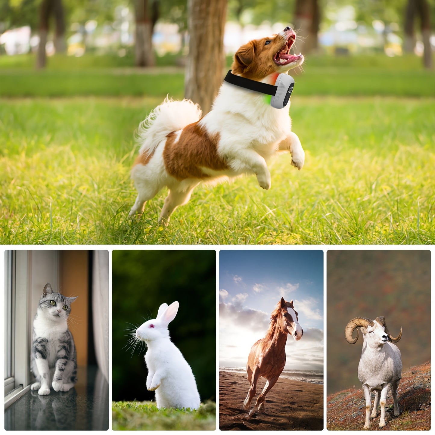 Portable Pet Joint and Muscle Care Device for Clear Skin